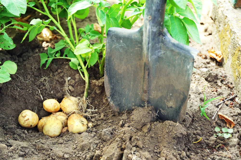 Kartoffeln selbst anbauen