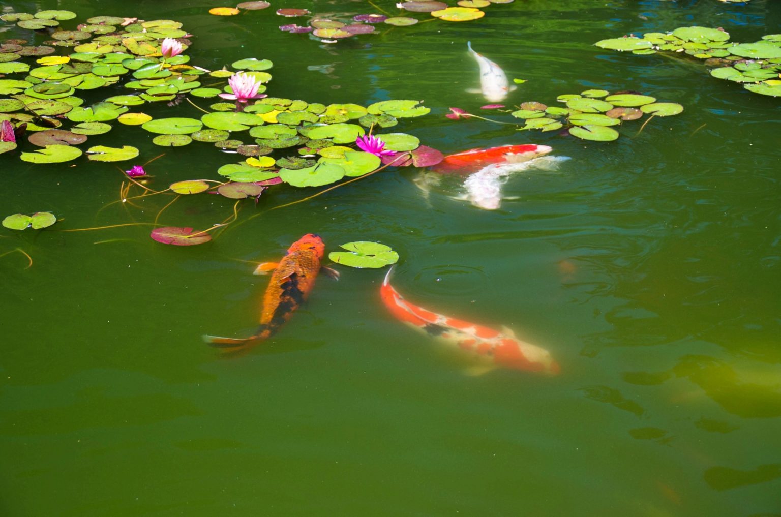 pHWert im Gartenteich erhöhen ⋆ Das Garten und Agrarmagazin