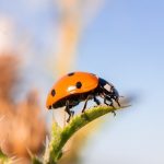Marienkäfer sind natürliche Feinde der Blattläuse. Foto: Loggdog13 via Twenty20