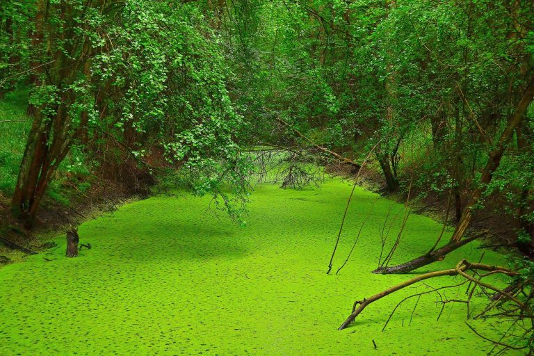 Schwebealgen im Gartenteich Was tun? ⋆ Das Garten und Agrarmagazin