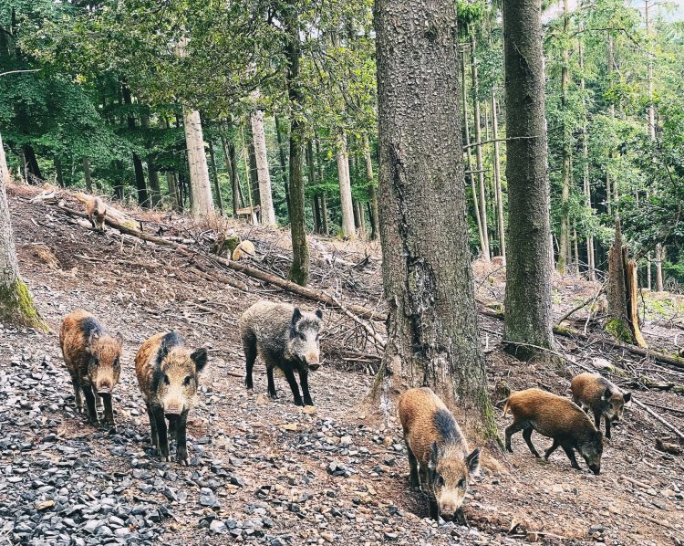 Wildschweine im Garten abwehren ⋆ Das Garten und Agrarmagazin