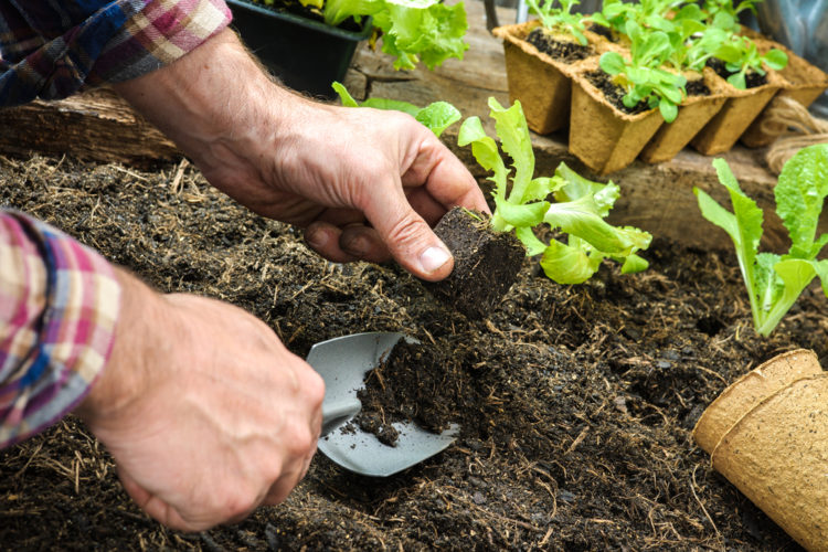 Die richtige Erde im Gewächshaus ⋆ Das Garten und Agrarmagazin