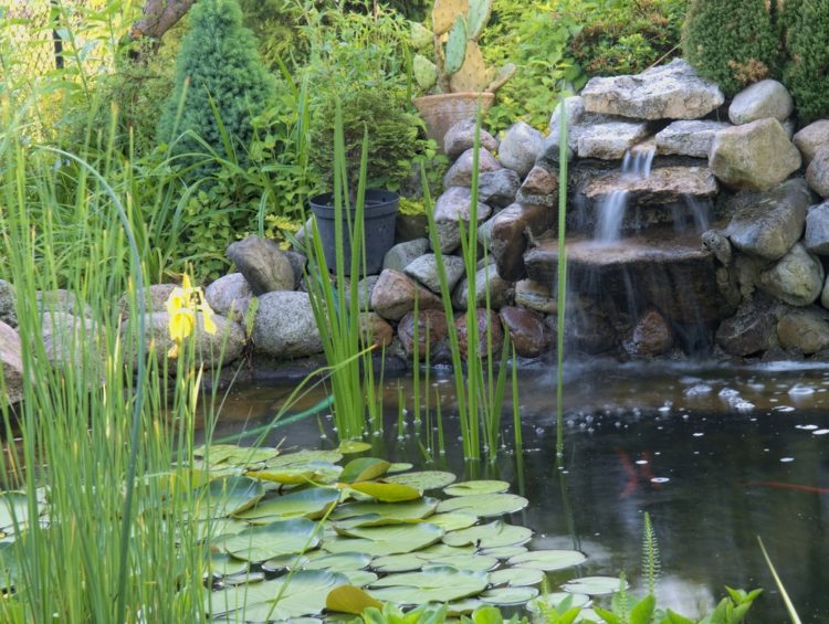 Was ist Teichwasserfiltration und wie filtert man das Teichwasser