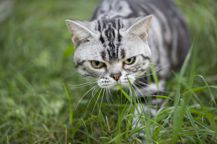 Ungebetene Gäste Katzen und Vögel aus dem Garten vertreiben ⋆ Das