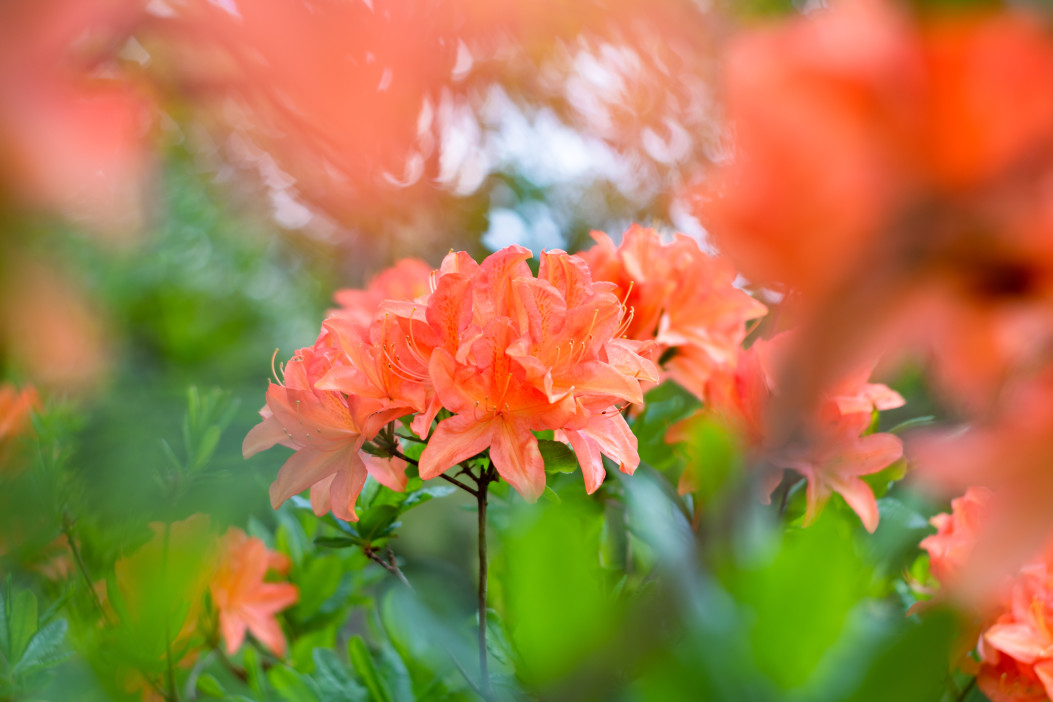 orange blühender Rhododendron