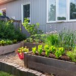 Gemüse im eigenen Garten anbauen