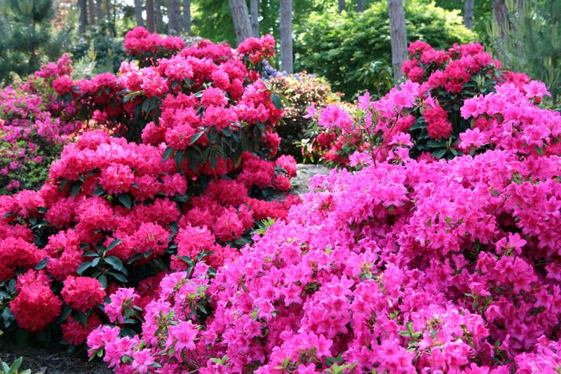 Rhododendron